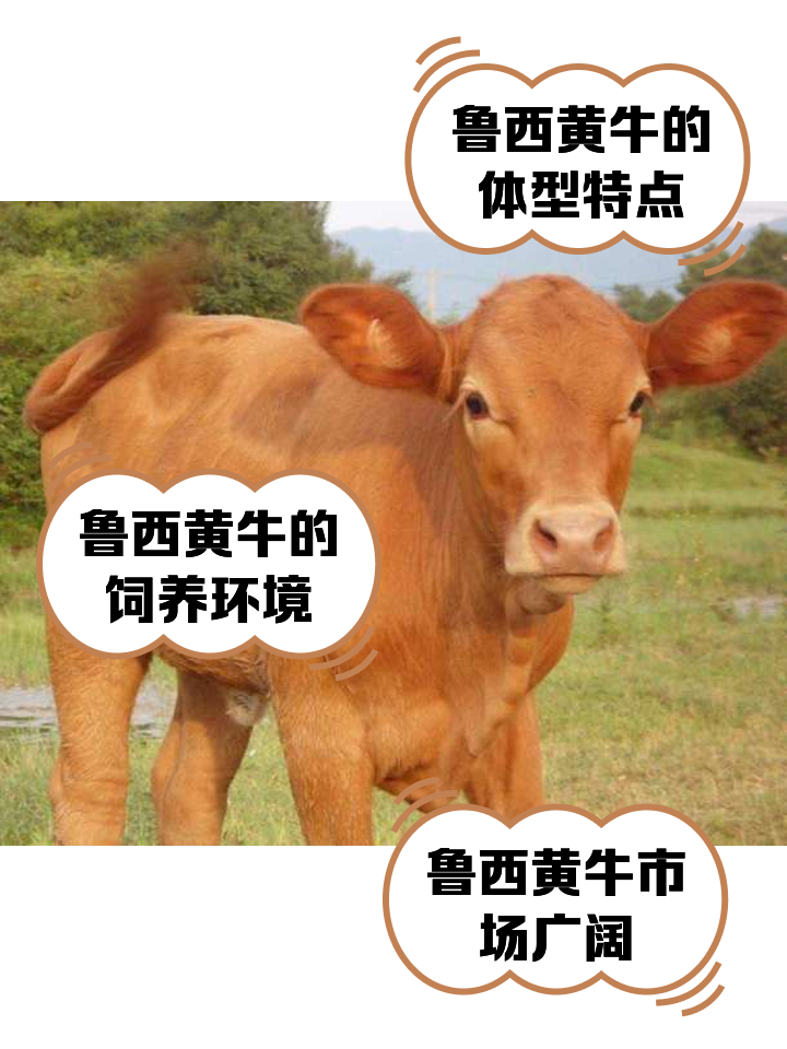 青州最新医保取现黄牛方法分析(最方便真实的青州医保取现黄牛怎么取方法)